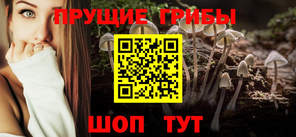 Псилоцибиновые грибы Psilocybe  Вход с VPN  Озёры 